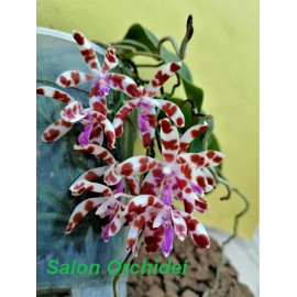 Phalaenopsis mariae (FS)