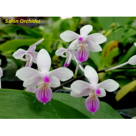 Phalaenopsis lindenii (FS)