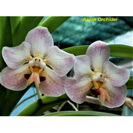 Vanda foetida (FS)