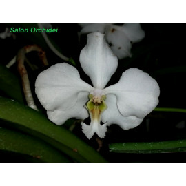 Vanda javierae  (FS)