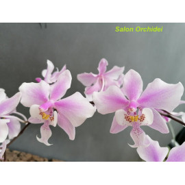Phalaenopsis schilleriana...