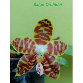 Phalaenopsis amboinensis...