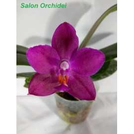 Phalaenopsis Ember (FS)