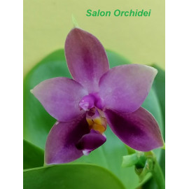 Phalaenopsis Samera Blue x...
