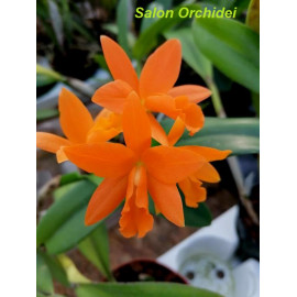 Blc. Young Min Golden...