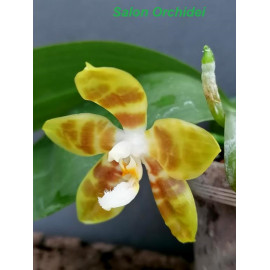 Phalaenopsis venosa x...