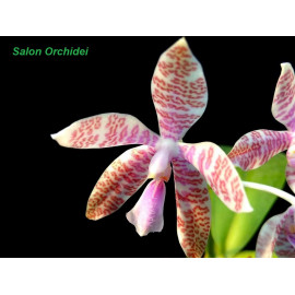 Phalaenopsis hieroglyphica...