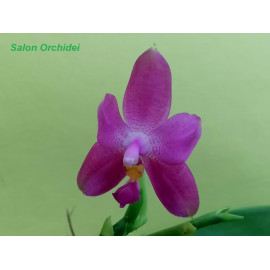 Phalaenopsis Mok Choi Yew x...