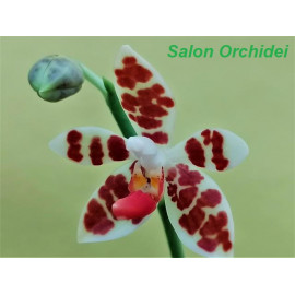 Phalaenopsis maculata (NFS)