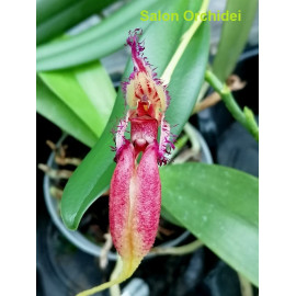 Bulbophyllum fascinator (FS)