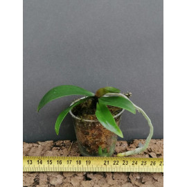 Phalaenopsis stobartiana x...