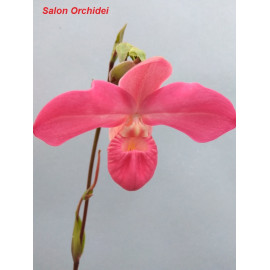 Phragmipedium besseae x...