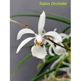 Holcoglossum subulifolium (FS)