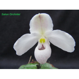 Paphiopedilum thaianum (FS)