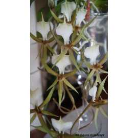 Plectrelminthus caudatus (NFS)