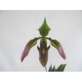 Paphiopedilum hainanense (FS)