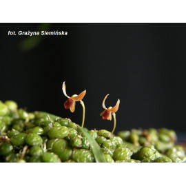 Bulbophyllum moniliforme (FS)