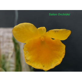 Dendrobium capillipes (FS)