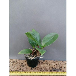 Dendrobium finesterae (FS)