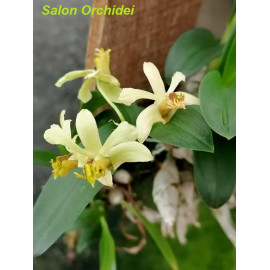 Dendrobium delacourii (FS)