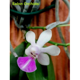 Phalaenopsis wilsonii x...