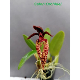 Bulbophyllum lasiochilum (FS)