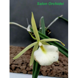 Brassavola flagellaris (FS)