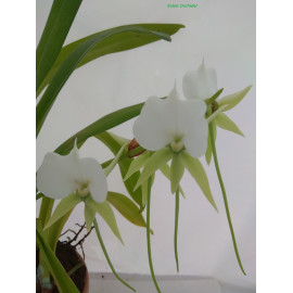 Angraecum eburneum (FS)