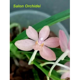 Holcoglossum rupestre x...