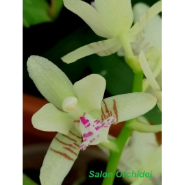 Phalaenopsis japonica (FS)