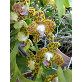 Phalaenopsis hygrochila (NFS)