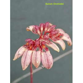 Bulbophyllum sikkimense (FS)