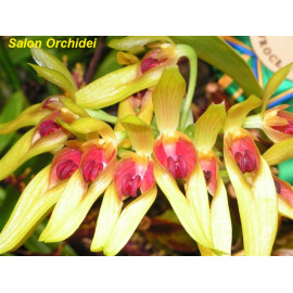 Bulbophyllum graveolens (FS)