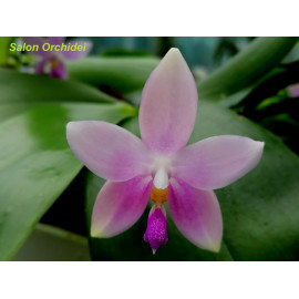 Phalaenopsis violacea x...