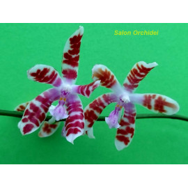 Phalaenopsis mariae x...