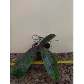 Phalaenopsis mannii Dark x...