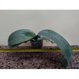 Phalaenopsis gigantea x...
