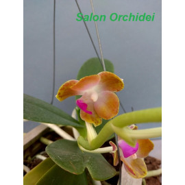 Phalaenopsis marriottiana...