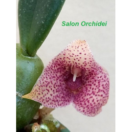 Trias picta (Bulbophyllum...