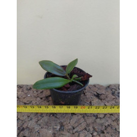 Cattleya kerrii (NFS)