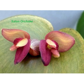 Pleurothallis marthae (FS)
