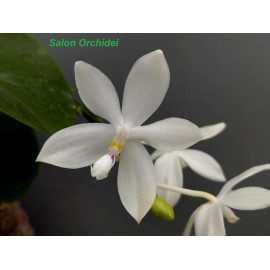 Phalaenopsis tetraspis C1 x...