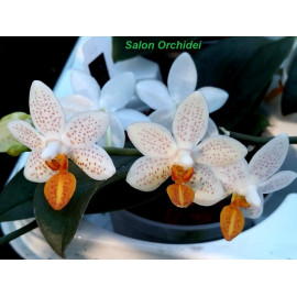 Phalaenopsis Mini Mark (FS)