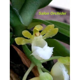 Gastrochilus patinatus alba...