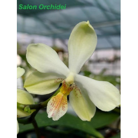Phalaenopsis stuartiana...