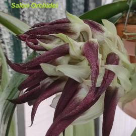 Bulbophyllum fletcherianum...