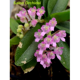 Schoenorchis fragrans (FS)