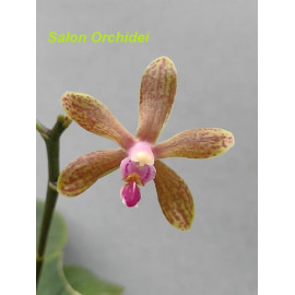 Phalaenopsis honghenensis x...