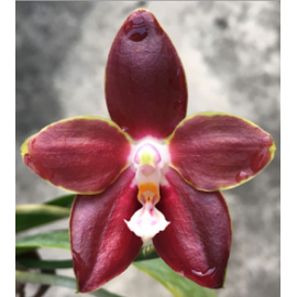 Phalaenopsis venosa "Dark...