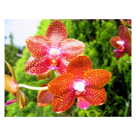 Phalaenopsis Joy Auckland...